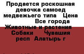 Продается роскошная девочка самоед медвежьего типа › Цена ­ 35 000 - Все города Животные и растения » Собаки   . Чувашия респ.,Алатырь г.